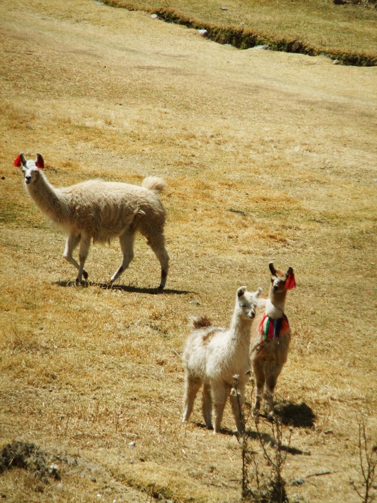 DSCF4002.JPG