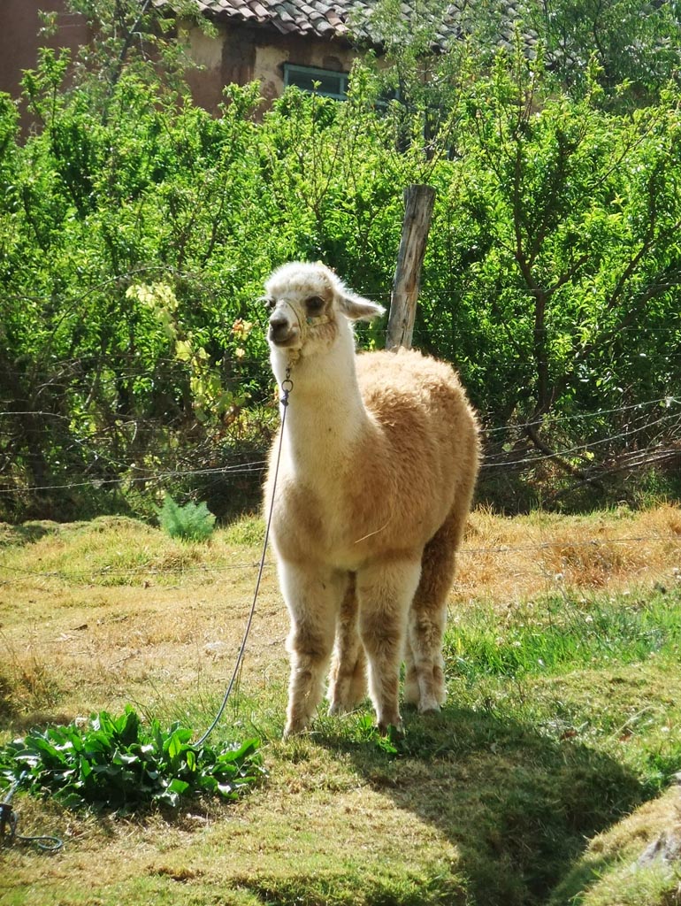 DSCF4143.JPG