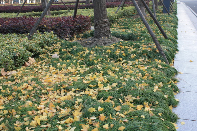 IMG_8123_СС.jpg