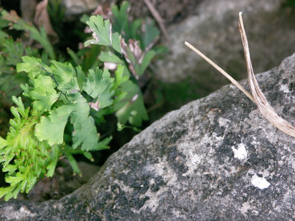 PICT0170.JPG