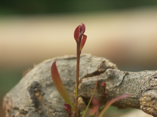 PICT0102.JPG