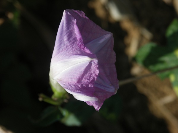 PICT0227.JPG