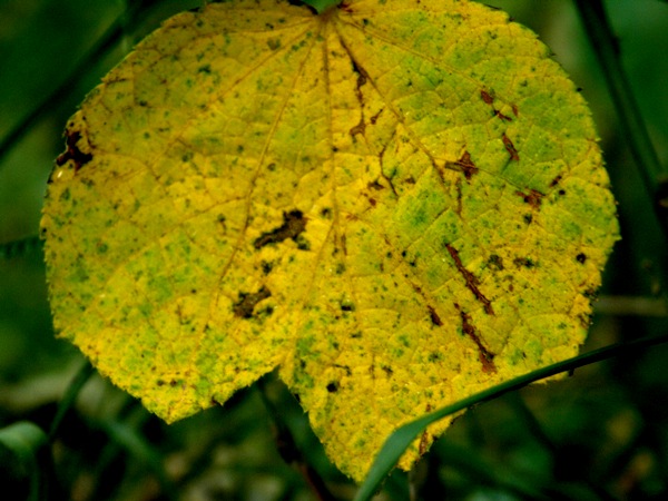 PICT0292.JPG