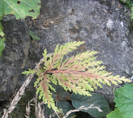 PICT0175.JPG