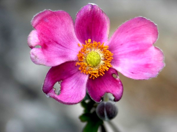 PICT0230.JPG