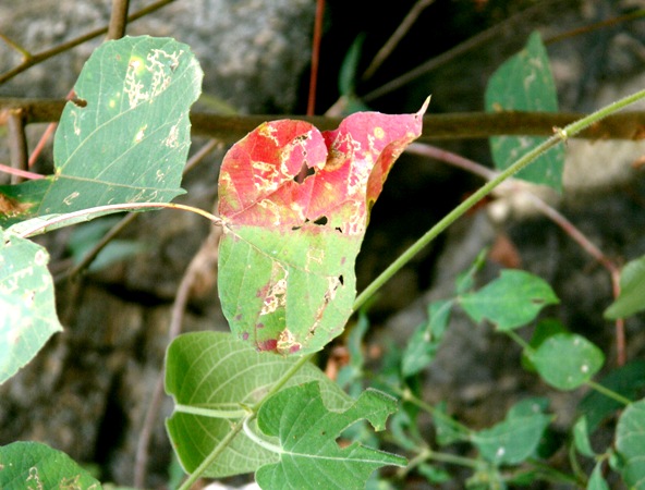 PICT0294.JPG