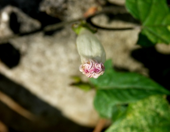 PICT0228.JPG