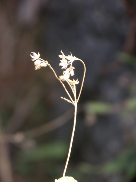PICT0216.JPG