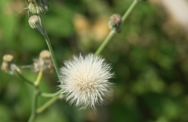 PICT0210.JPG