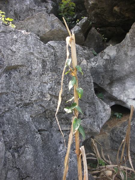 PICT0208.JPG