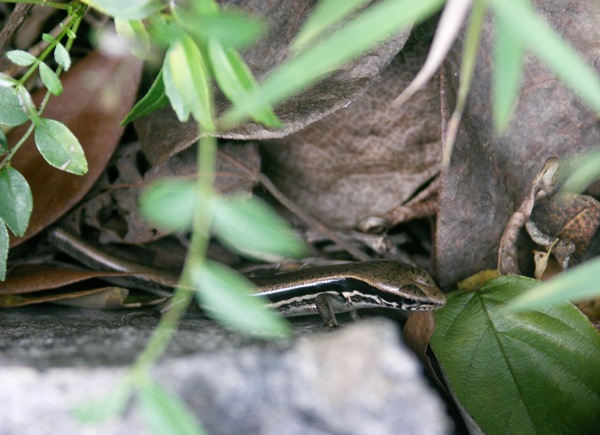 PICT0205.JPG