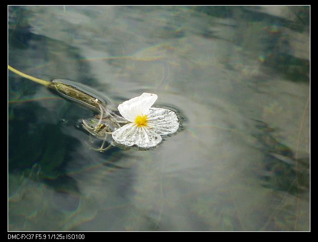 水性杨花-近影.jpg