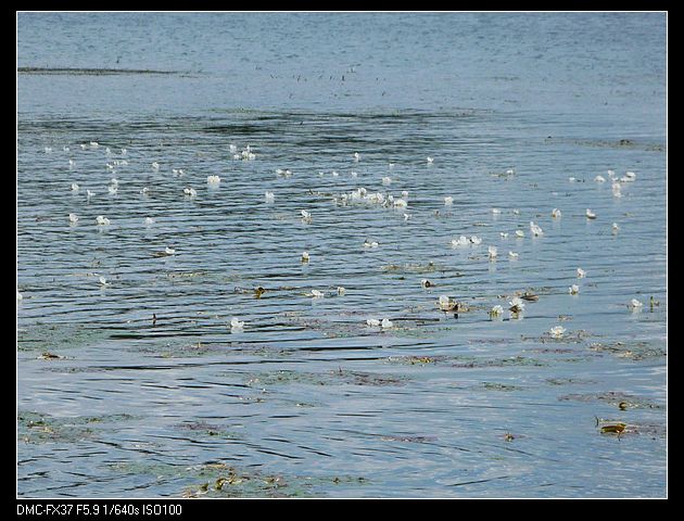 水性杨花-远眺.jpg