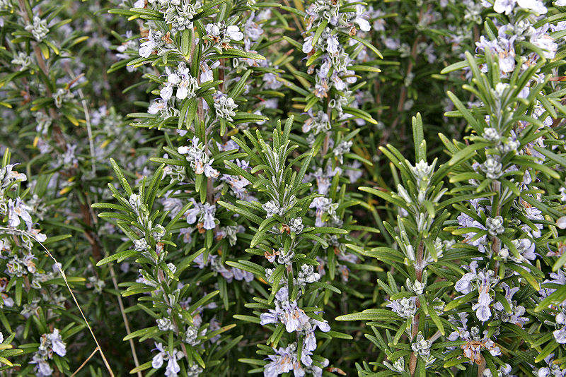 800px-Rosemary_bush.jpg