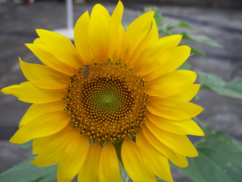 100_9359.jpg