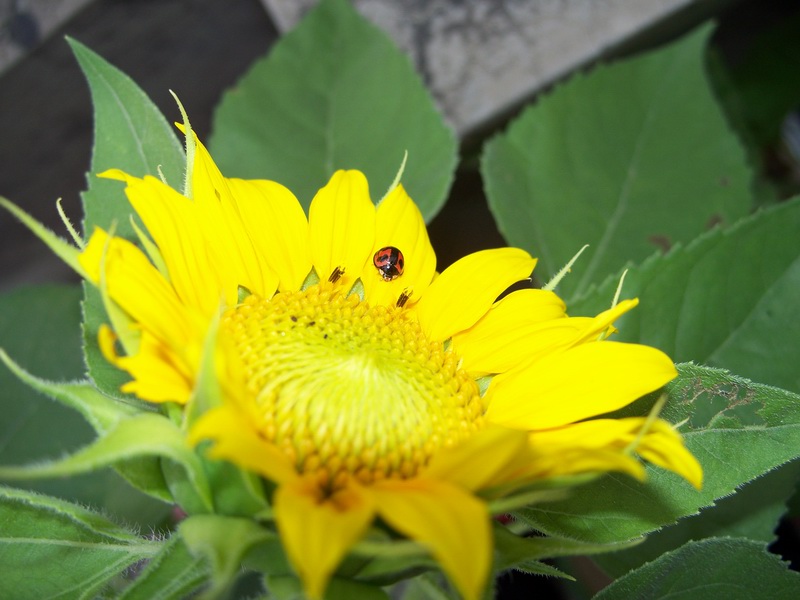 100_9350.jpg