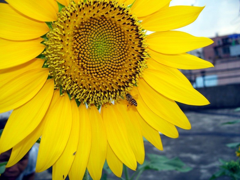 100_9331.jpg