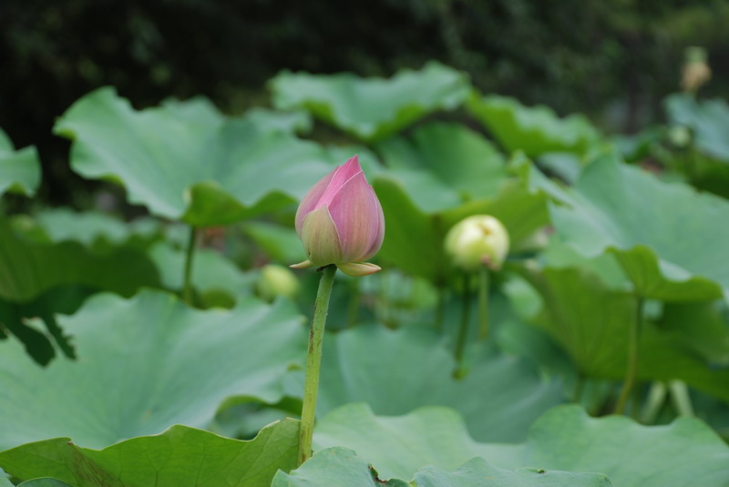 DSC_0075_С.JPG