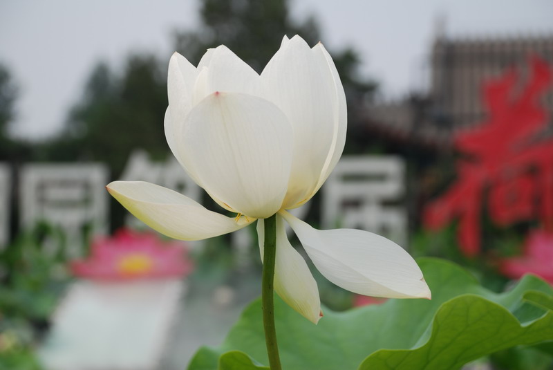 DSC_0057_С.JPG