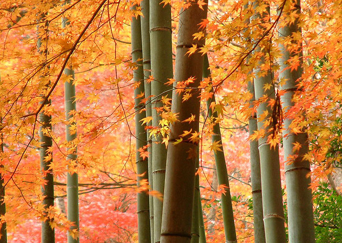 20071025_513fa31f2cd31f7c59b9ZPT7llCl3JPv.jpg
