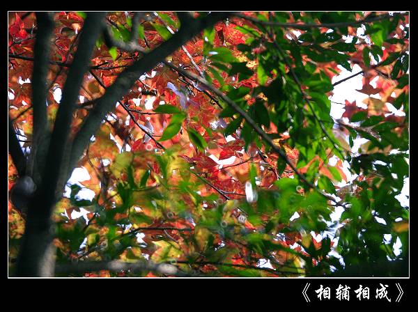 IMG_2662_nEO_IMG.jpg